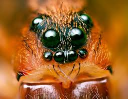 Often, i suspect, that researchers view animals as being optimized, rather than having said all that, i do think that the third eyelid of a camel does offer some protection from the sand. How Many Eyelids Does A Camel Have Natural World Of Living Things
