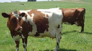 Norwegian Red Archives The Dairy Crossbred Blog Calves For Sale Holstein Cows Holstein