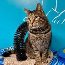 For 16 years, almost home foundation has been committed to reducing the number of homeless and unwanted companion animals through education programs, spay/neuter programs, and the responsible rehoming of dogs and cats through our adoption program. Almost Home Foundation Almost Home Foundation Rescuing Homeless Cats Dogs