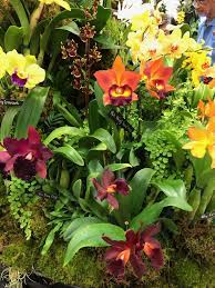 2019 Boca Raton Orchid Show Jardim