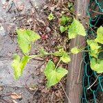 Image result for Convolvulus farinosus