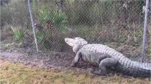 Dj alligator & dj amor — lezginka 04:33. Ms Alligator Season Has Already Produced A 13 Foot 8 Inch Gator