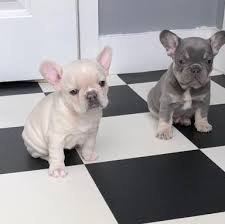 Find local french bulldog puppies for sale and dogs for adoption near you. French Bulldog Puppies For Sale Atlanta Ga 295978