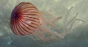 Some Jellyfish Sting Deeper Than Others Jellyfish Sting Jellyfish Science Pics
