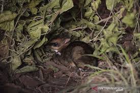 © copyright (c) 2016 tempo.co foto. Seukuran Kotak Korek Api Rusa Tikus Langka Lahir Di Polandia Antara News