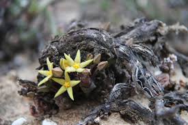 Image result for Piaranthus atrosanguineus