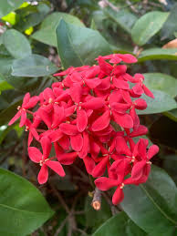 Image result for Ixora coccinea