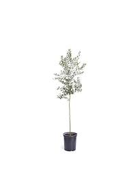 Olive Tree Arbequina Olive Tree Olive Tree Growing Indoors