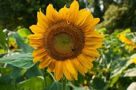 Maybe you would like to learn more about one of these? How Long To Germinate Sunflower Seeds Hgtv