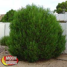 Hopbush may be grown from seeds; Moon Valley Nurseries Growest Nursery Green Hopseed Landscape Architect
