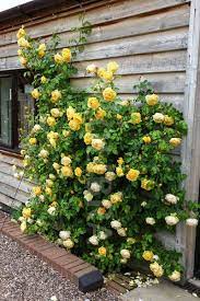 Graham Thomas English Rose Rose Garden Landscape Climbing Roses English Roses