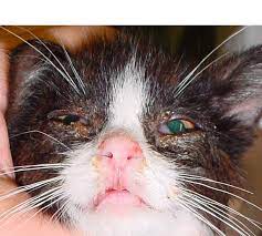 The virus is readily transmitted between cats through: Feline Viral Rhinotracheitis Wikipedia