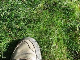 No Mow Low Grow Lawn Seed Seeding Lawn Lawn Alternatives Mowing