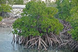 Image result for Rhizophora racemosa