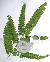 Image result for Adiantum