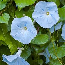 Image result for Ipomoea tricolor