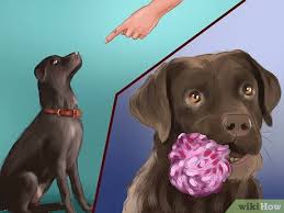 4 adorable puppies need a home 4 weeks mixed breed How To Buy A Chocolate Labrador With Pictures Wikihow