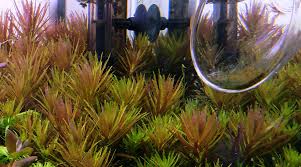 Image result for Limnophila crassifolia
