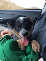 We did not find results for: Endless Puppies Happy Little Blue Heeler Pup Via Tumblr I Flickr