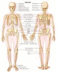 If you found bones on a recent adventure, you may be wandering if they're human or animal. Bone Archives Page 7 Of 28 Human Anatomy Body