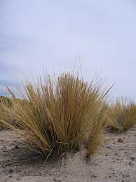 El gato del pajonal prefiere zonas de pastos altos y matorrales secos y abiertos, con pocos árboles. Pajonal De Puna Autoridad Autonoma Del Colca Y Anexos Facebook