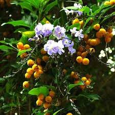 Image result for Duranta erecta