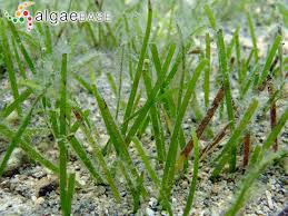 Image result for Cymodoceaceae