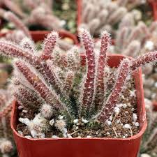 Image result for Rhipsalis baccifera