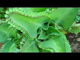 Pin On Plantas Medicinais