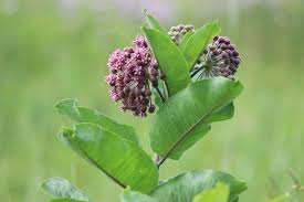After recognizing the ongoing secondary range expansion, as well as the economic and. Milkweed Varieties