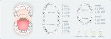 Nach den schneidezähnen im ersten lebensjahr der babys machen sich zwischen dem 12. Schiefe Zahne Kosten Behandlung Risiken Mooci