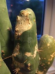 That's what i thought at first too but i took him out of direct sunlight and i think he's more brown and soft? What Is This White Crust Forming On My Cactus During The Growing Months Gardening Landscaping Stack Exchange