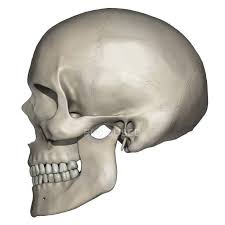 The medical researchers first came across the. Lateral View Of Human Skull Anatomy Physiology Nasal Cavity Stock Photo 174715294