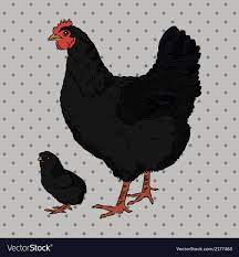 Рисунок черная курица - 66 фото