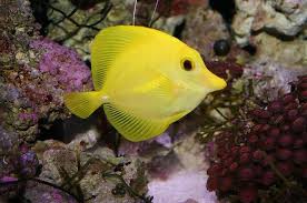 Black And White Heniochus These Bright And Beautiful Fish Are A Sight To Behold Peixes Coloridos Peixes Aquario De Agua Salgada