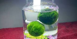 Lake akan is one of the few places in the world where these moss balls grow naturally, but they can be propagated for your aquarium. Building A Marimo Colony Via The Splitting Method Of Propagation Mossball Com