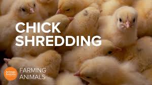 Why The Egg Industry Shreds Newborn Baby Chicks Youtube