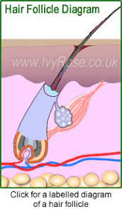 Arrector Pili Muscle Hair Follicle Human Body