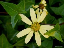 Image result for Senecio speciosus