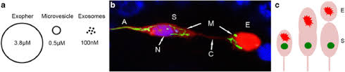 Check spelling or type a new query. Q A Trash Talk Disposal And Remote Degradation Of Neuronal Garbage Bmc Biology Full Text