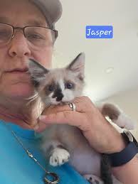 Pure Toy Poodle 🐶