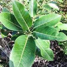 Image result for Ficus fischeri