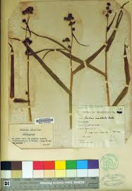 Image result for Fuirena abnormalis