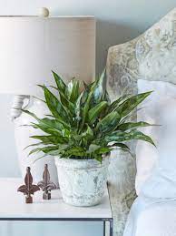 There are a few key things to do to ensure your. 16 Low Maintenance Indoor Houseplants Most Likely To Survive All Year Long Real Simple