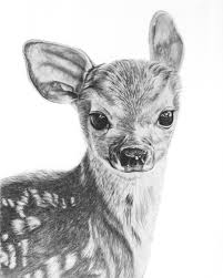 Why Are They Cooler Than Me Baby Animal Drawings Realistic Animal Drawings Animal Drawings Sketches