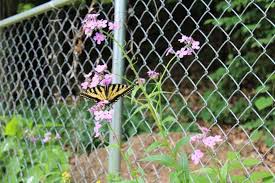 Chain link fence line landscaping. Simple Ways To Beautify Fences In Your Landscape Make It A Garden