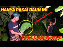 Gus nur syamsun merupakan pendiri padepokan cakra lodaya nusantara, yang beralamatkan di dusun gus nur syamsun membuka praktek pengobatan non medis, ruqyah, dll. Video Gus Nur