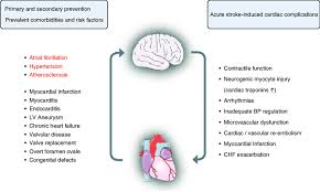 The Cardio Stroke Interaction For Prevention And Treatment Of Stroke Download Scientific Diagram A brain aneurysm is an abnormal bulge in a brain artery that develops where the blood vessel wall is weakened.