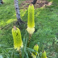 Denham woodlands nursery is an independent nursery situated in the grounds of denham green eact primary academy. Big Plant Nursery Brucebigplant Twitter