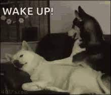 Wake Up Funny Gifs Tenor